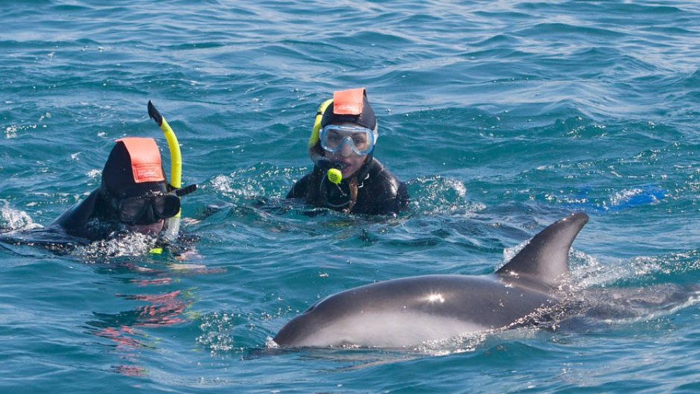 Kaikōura Day Tour From Christchurch With Dolphin Swimming