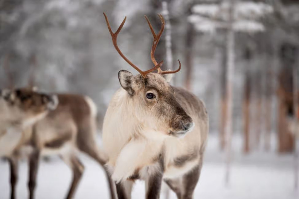 Levi: Authentic Reindeer Experience in the Wilderness