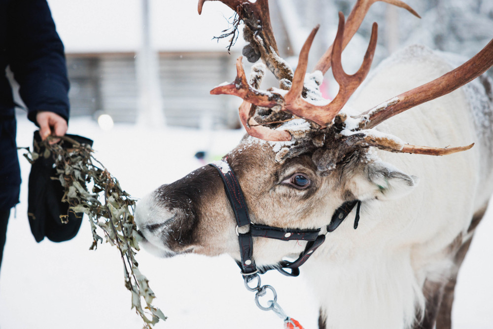 Reindeer Experience with a Sledge Ride in Levi