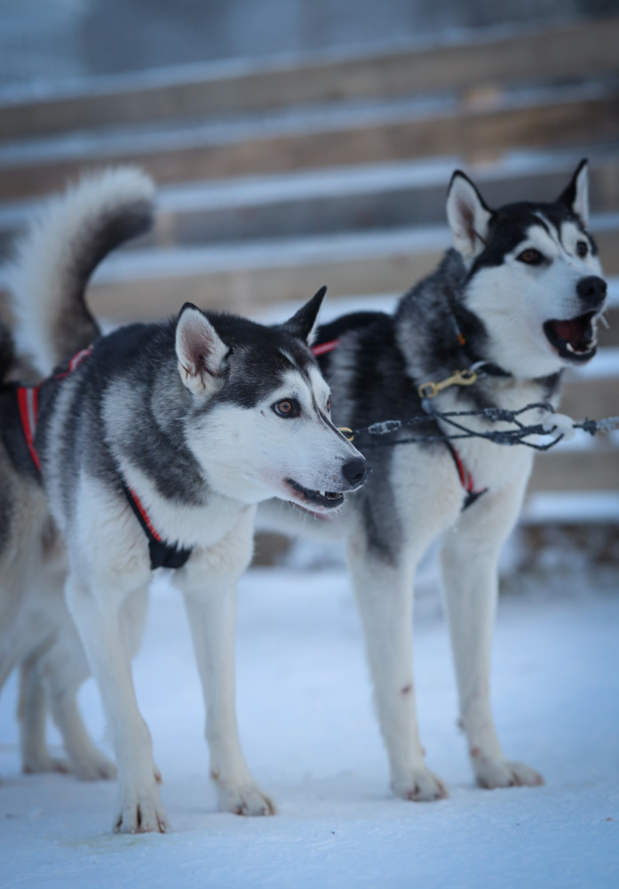 Self-Driving Husky Sled Safari with Warm Drinks in Levi
