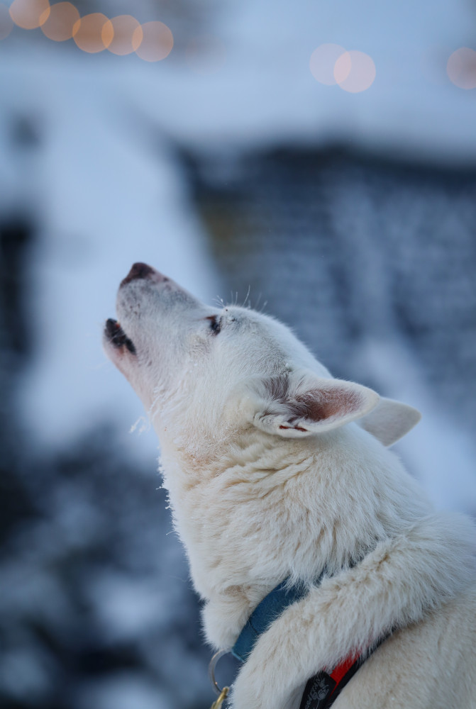 Husky Farm Visit with 500-Meter Sleigh Ride and Husky Hugging in Levi