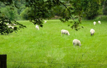 Wild Wicklow Tours7