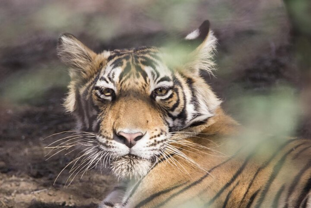 3-Day Delhi to Ranthambore Tiger Reserve Wildlife Safari