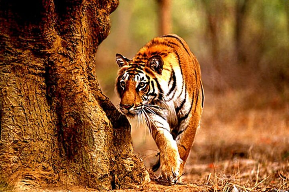 3 Day Safari Tour in Tadoba National Park: Wilderness Roar from Nagpur