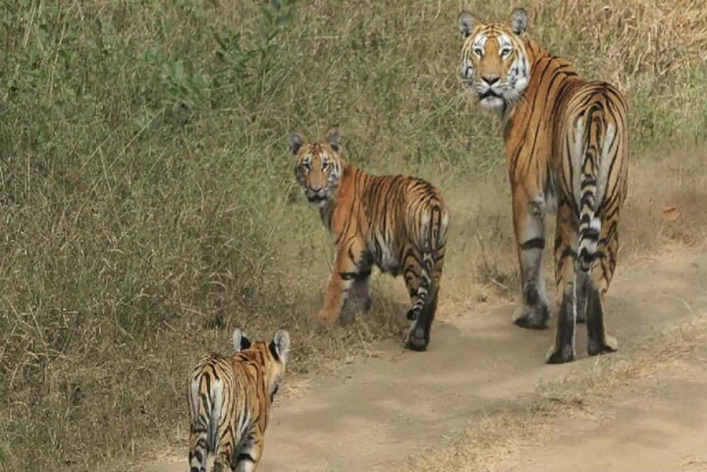 3 Day Safari Tour in Pench National Park