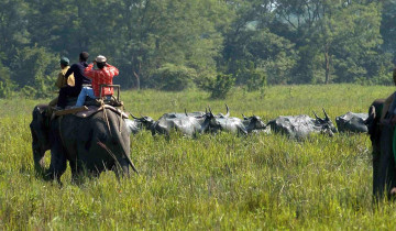 A picture of 7 Day Assam Adventure Tour: From National Parks to River Islands