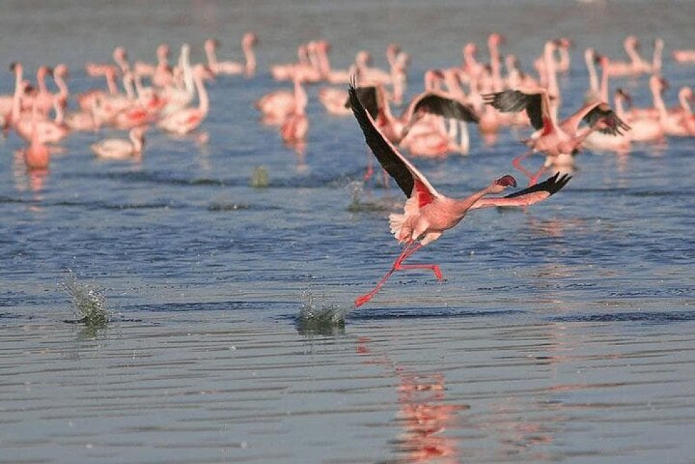 Birds & Beyond: Chennai to Pulicat Bird Sanctuary Day Tour