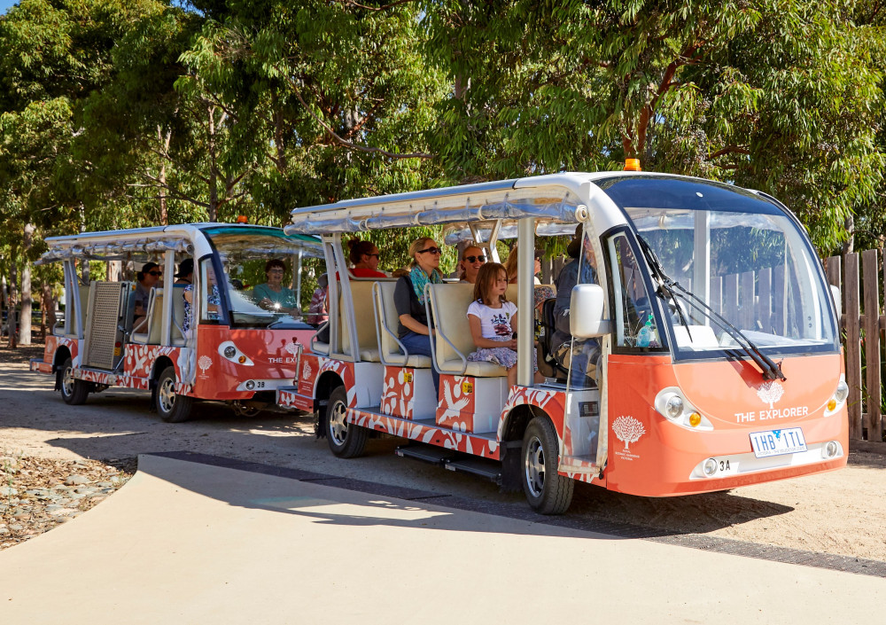 Open-Air Electric Minibus Explorer Tour of Cranbourne Gardens