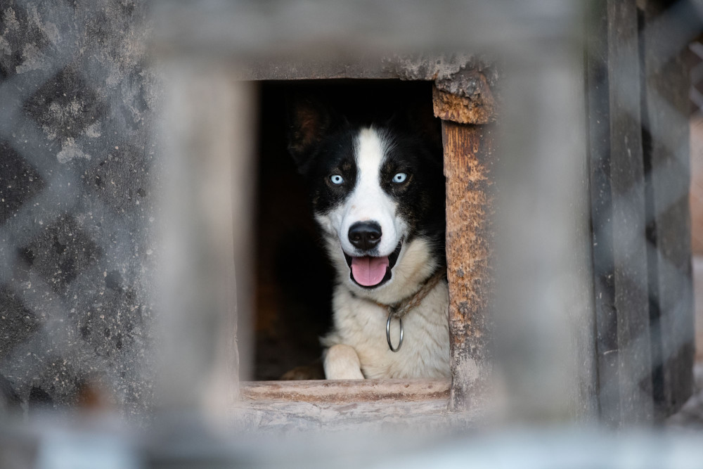 Husky Kennel Visit with Cuddling and Cart Training Experience