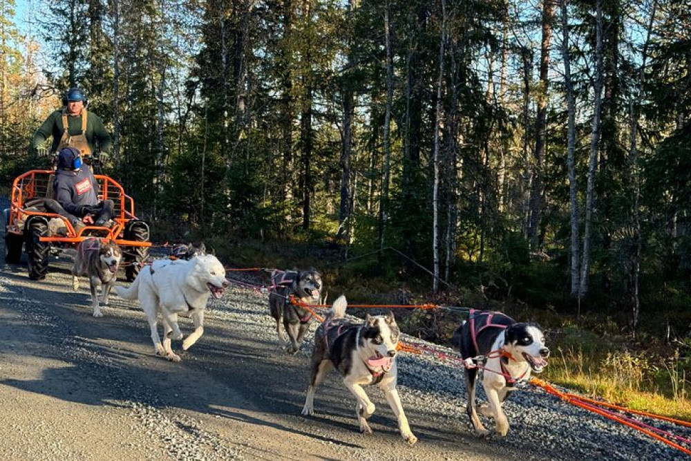 Husky Dogcart Adventure through Forest Trails in Sälen