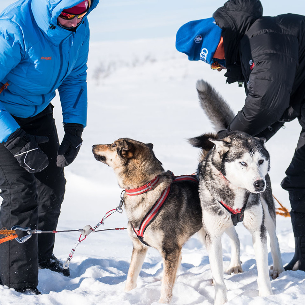 Classic Husky Dogsledding Mountain Tour with Cabin Waffles