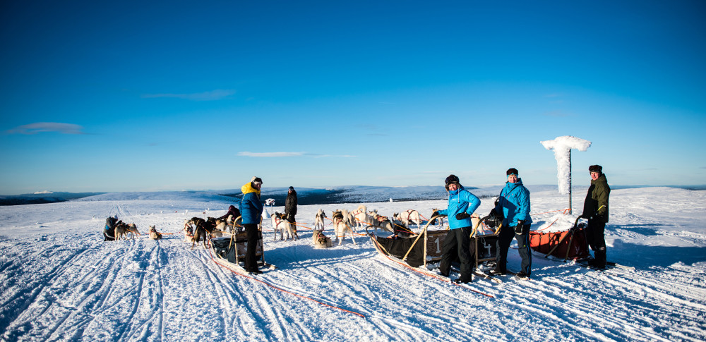 Full-Day Mountain Dogsledding Adventure with Campfire Lunch
