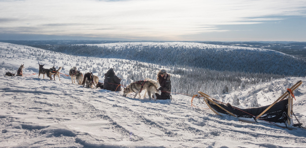 Overnight Dogsledding Adventure with Sauna & Lodge Stay in Sälen
