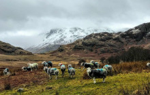 Busy Bus5