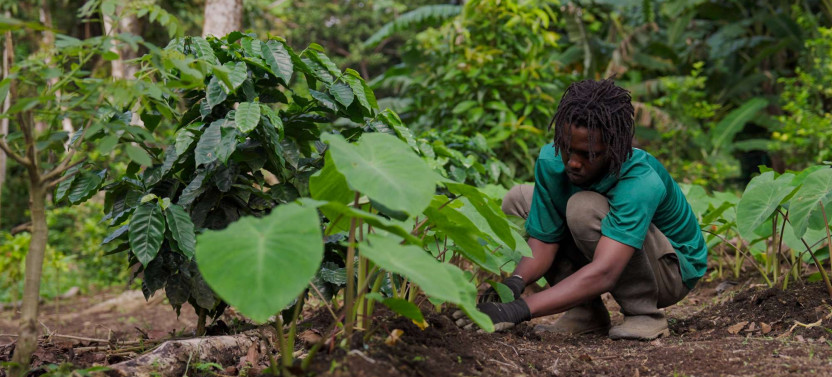 Liamuiga Natural Farm Tour