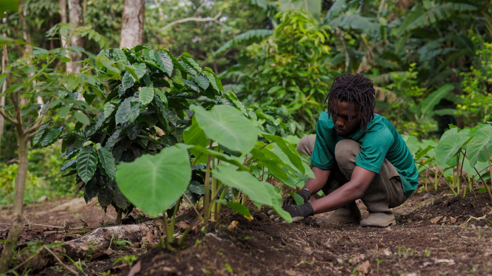 Liamuiga Natural Farm Tour