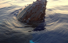 Kohala Divers8