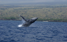 Kohala Divers9