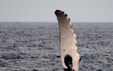 Kohala Divers11
