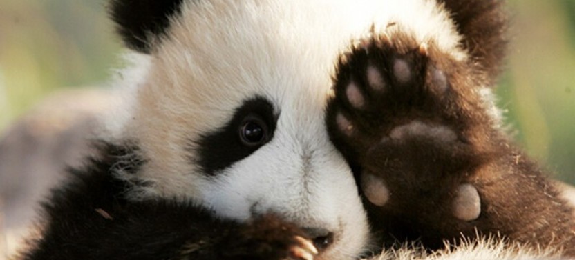 Private Half Day Chengdu Panda Tour