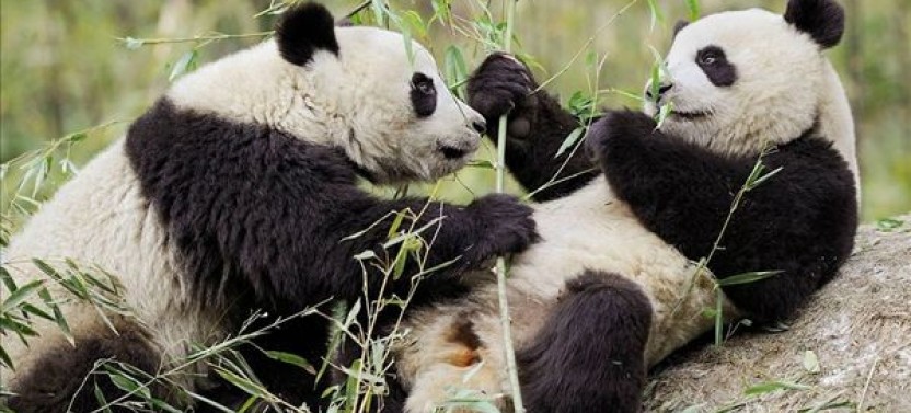 Private Half Day Chengdu Panda Tour