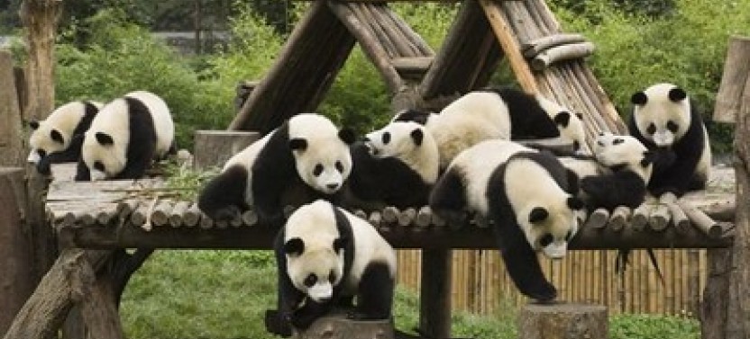 Private Half Day Chengdu Panda Tour