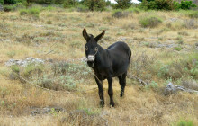 Amazing Hvar Tours DMC2