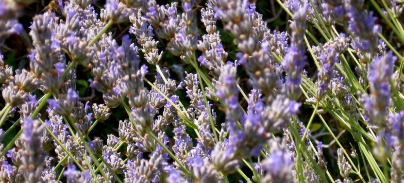 Lavender Tour Around the Village of Brusje
