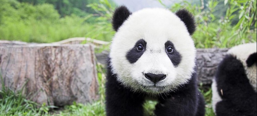 Chengdu Panda Private Day Tour with A Flexible Downtown Site