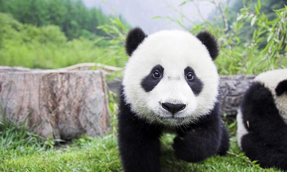 Chengdu Panda Private Day Tour with A Flexible Downtown Site