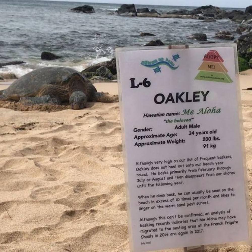 Oahu North Shore Circle Island Tour Honolulu Project Expedition