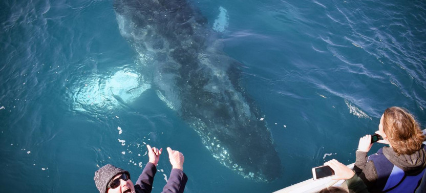 Wilsons Prom Whale Cruise