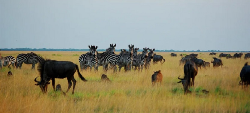 Liuwa Camping Safari - 15 Day Tour