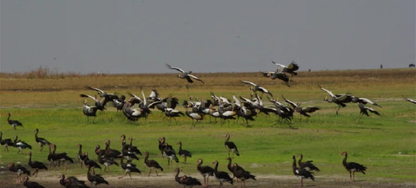 Safari Through Kafue And Liuwa National Park - 8 Day Trip