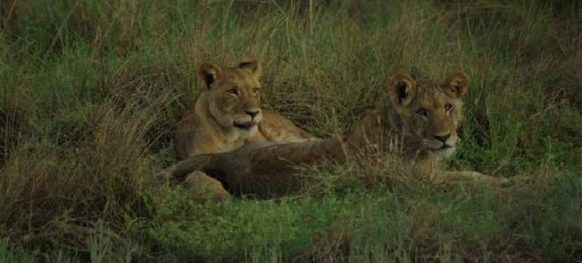 Safari Through Kafue And Liuwa National Park - 8 Day Trip