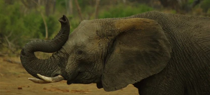 Safari Through Kafue National Park