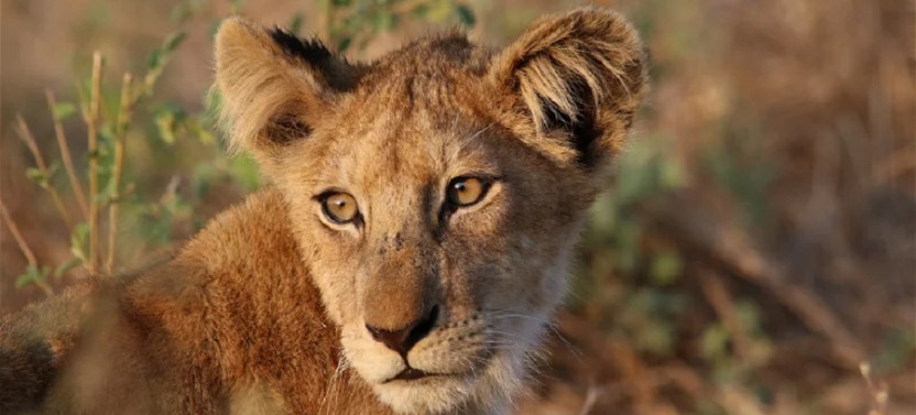 Safari Through The Zambezi and Luangwa Valley - 14 Day Trip