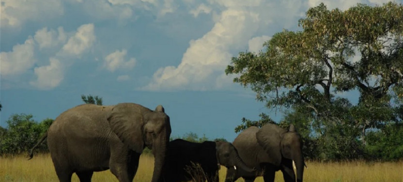 Safari Through The Zambezi and Luangwa Valley - 14 Day Trip