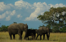 Safari Through The Zambezi and Luangwa Valley - 14 Day Trip