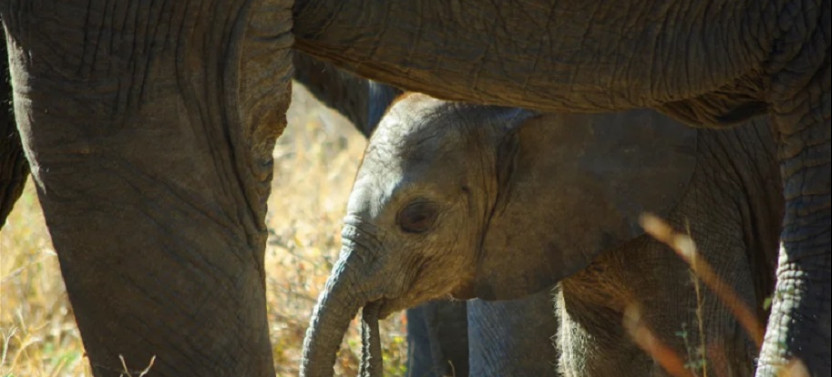 Zambia's Best Parks