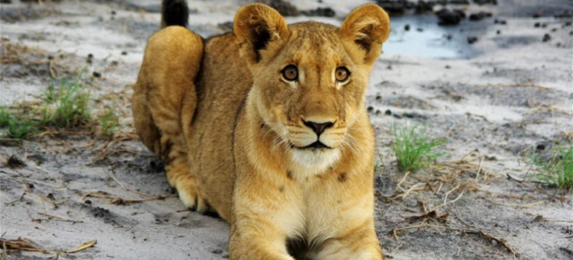 Highlights of Zambia - 11 Day Tour