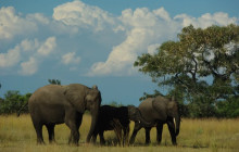 Bundu Safaris Ltd2