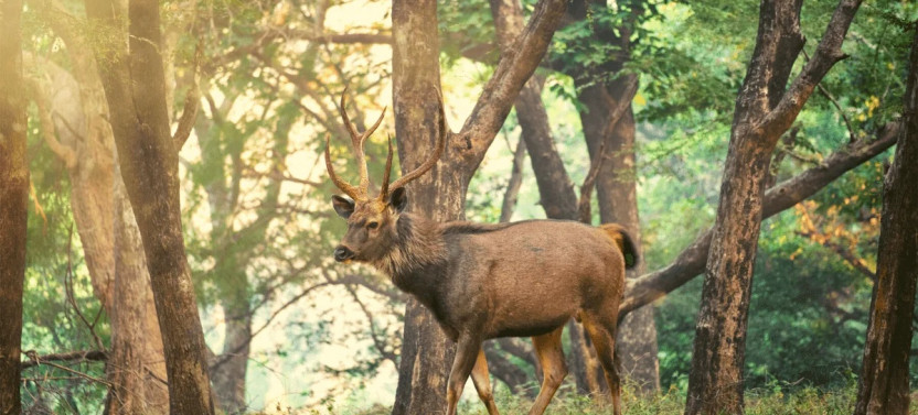9 Day Golden Triangle Tour with Indian Wildlife