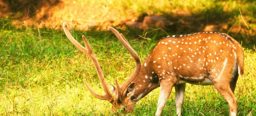 4 Day Golden Triangle Tour with Ranthambore Tiger Safari India