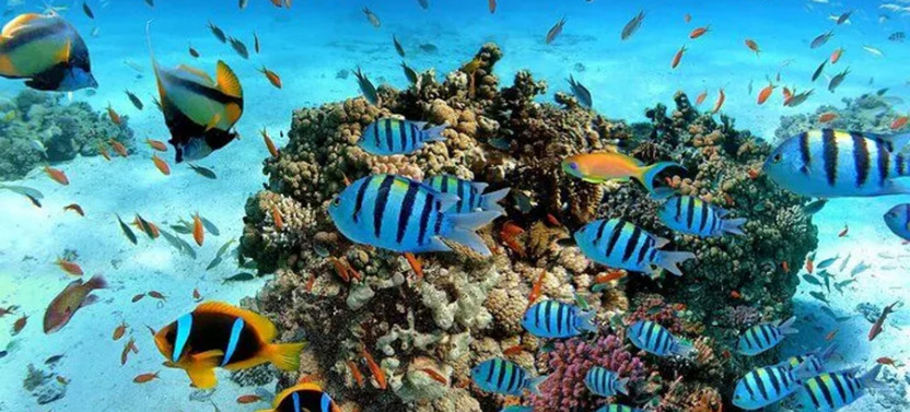 Snorkeling in Negombo