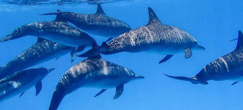 Snorkeling with Dolphins and Turtles in Mirissa