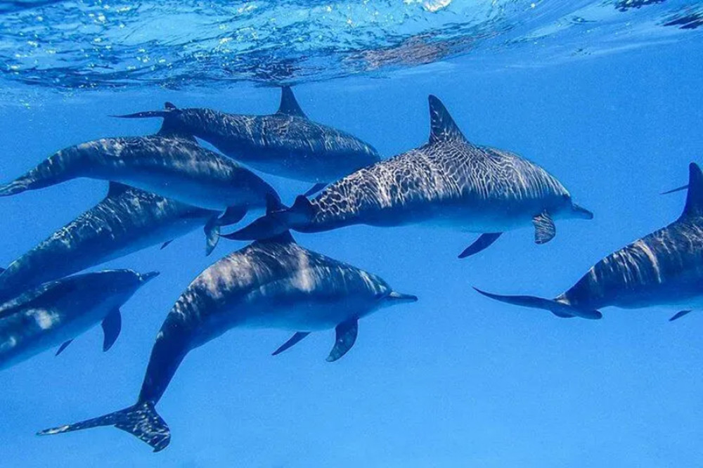 Snorkeling with Dolphins and Turtles in Mirissa