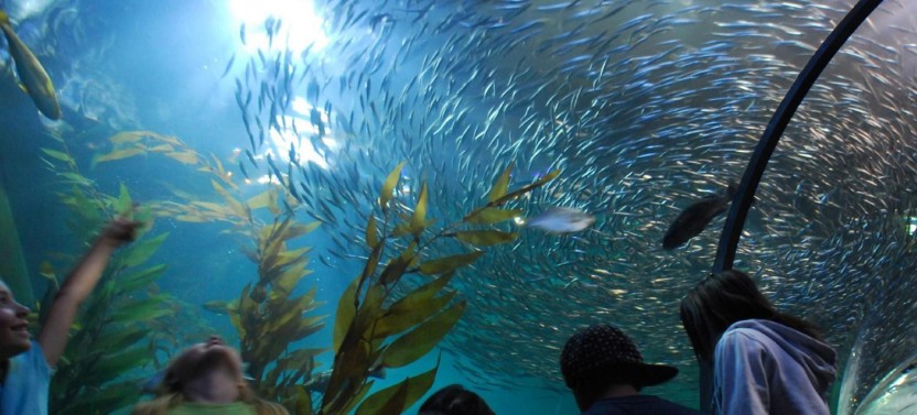 Aquarium Of The Bay Ticket