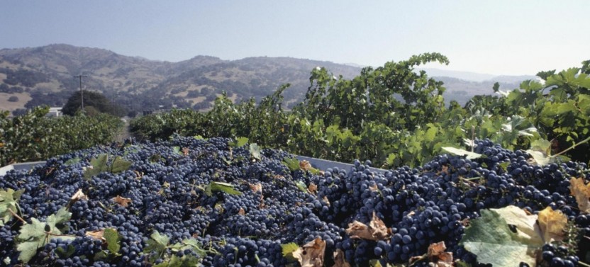 Deluxe Sonoma & Napa Valley Wine Country Tour