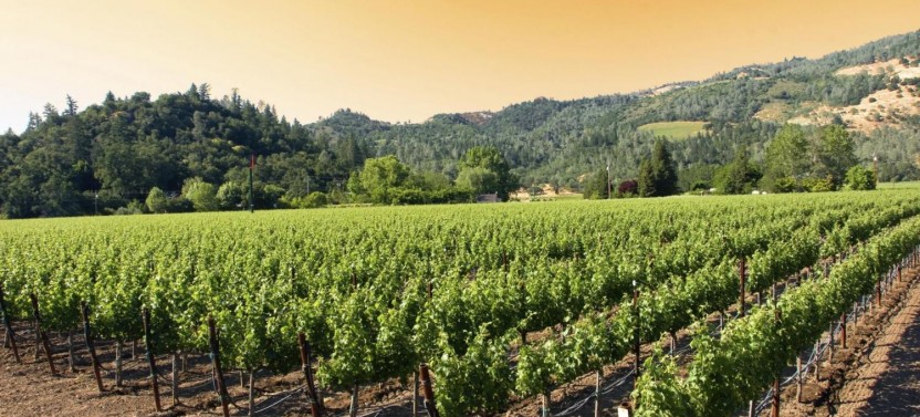 Deluxe Sonoma & Napa Valley Wine Country Tour
